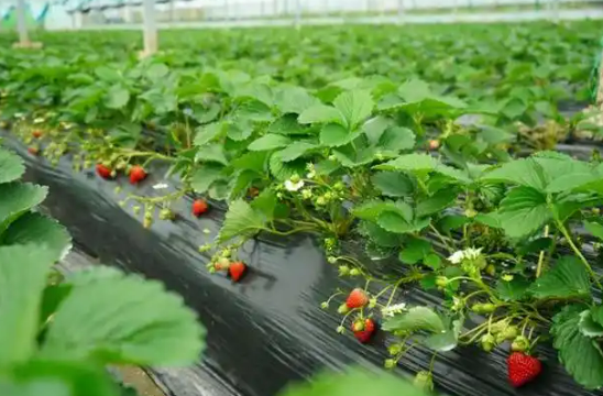 句容茅山镇现代农业园获评省级示范 草莓年产值超8亿元带动农户增收